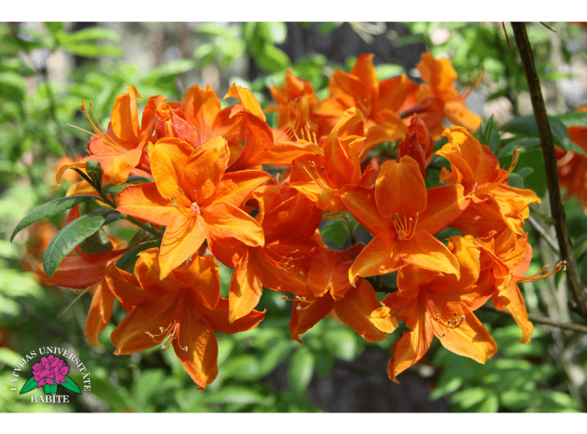 Rhododendron   'Golden Eagle'